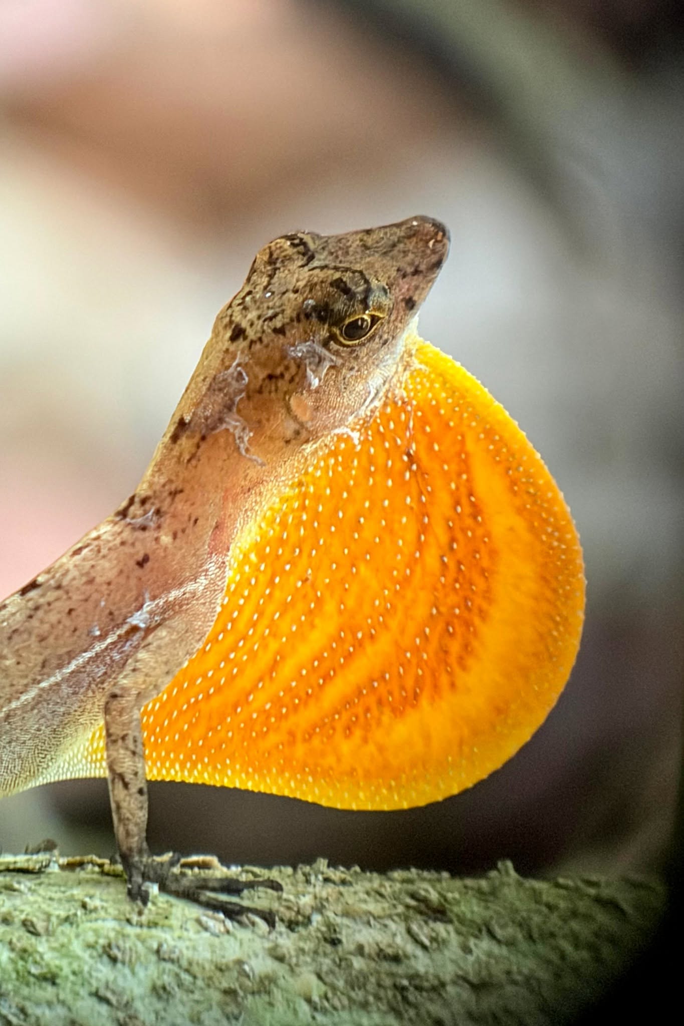 Osa Conservation - Surcos Tours