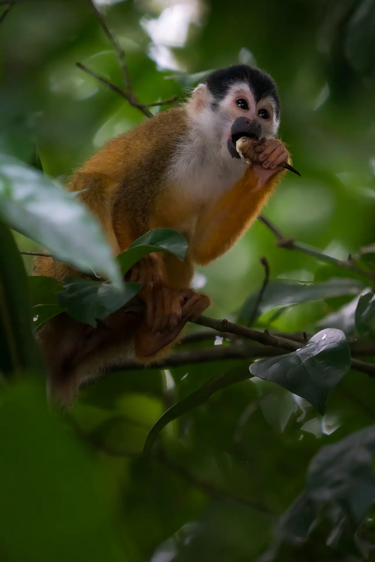 Corcovado Wildlife Day - Surcos Tours