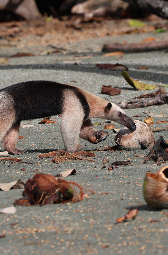 Corcovado Flora & Fauna - Surcos Tours