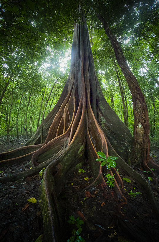 Corcovado Mar y Tierra - Surcos Tours