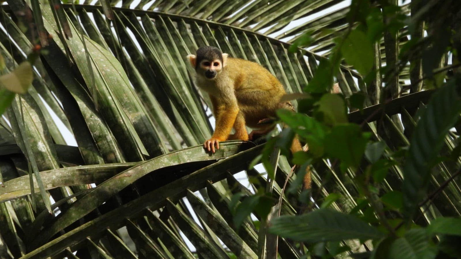 Corcovado National Park, Costa Rica